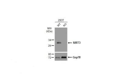 Western Blot: Sirtuin 3/SIRT3 Antibody [NBP1-31029]