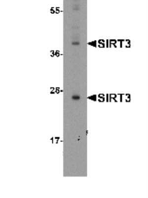 Western Blot: Sirtuin 3/SIRT3 AntibodyBSA Free [NBP1-76264]