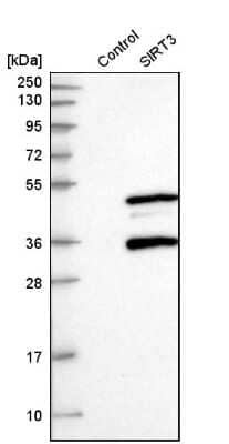 Western Blot: Sirtuin 3/SIRT3 Antibody [NBP1-87037]