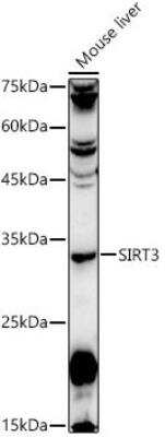 Western Blot: Sirtuin 3/SIRT3 AntibodyAzide and BSA Free [NBP3-02984]