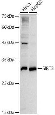 Western Blot: Sirtuin 3/SIRT3 AntibodyAzide and BSA Free [NBP3-02984]