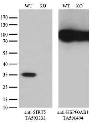 Western Blot: Sirtuin 5/SIRT5 Antibody (OTI2F1)Azide and BSA Free [NBP2-74199]
