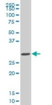 Western Blot: SIX3 Antibody (1A2) [H00006496-M04]