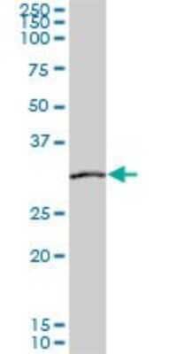 Western Blot: SIX3 Antibody (1A2) [H00006496-M04]