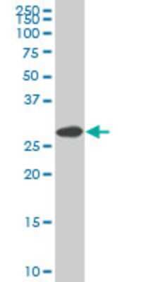 Western Blot: SIX3 Antibody (1A2) [H00006496-M04]