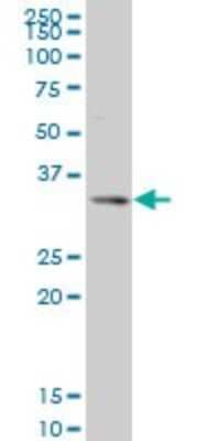 Western Blot: SIX3 Antibody (2B9) [H00006496-M08]