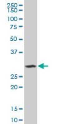 Western Blot: SIX3 Antibody (2B9) [H00006496-M08]