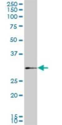 Western Blot: SIX3 Antibody (3F1) [H00006496-M02]