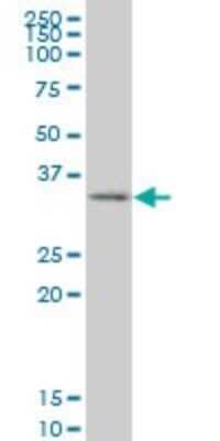 Western Blot: SIX3 Antibody (4H6) [H00006496-M10]