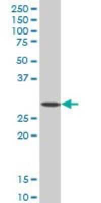 Western Blot: SIX3 Antibody (4H6) [H00006496-M10]