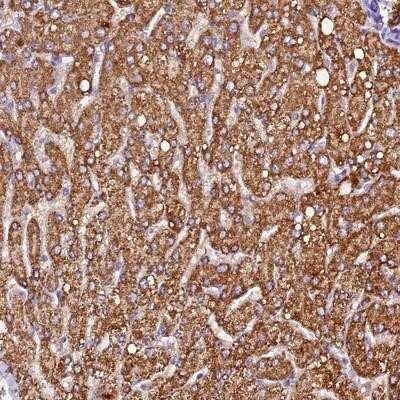 Immunohistochemistry-Paraffin: SIX5 Antibody [NBP1-85009]