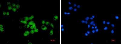 Immunocytochemistry/ Immunofluorescence: Skp1 Antibody (S01-6H2) [NBP3-14975]