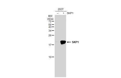 Western Blot: Skp1 Antibody [NBP2-20380]