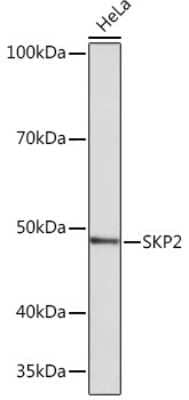 Western Blot: Skp2 Antibody (2L0K1) [NBP3-16320]