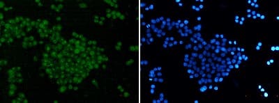 Immunocytochemistry/ Immunofluorescence: Skp2 Antibody (S08-0A2) [NBP3-19917]