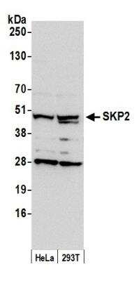 Western Blot: Skp2 Antibody [NBP1-30077]