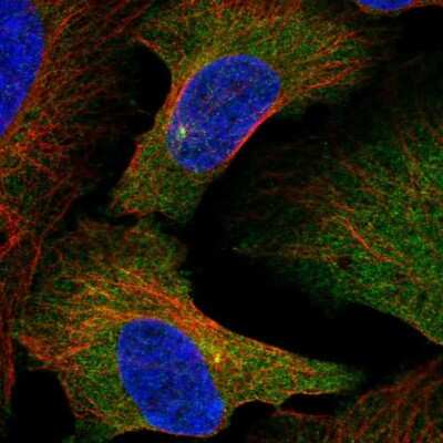 Immunocytochemistry/ Immunofluorescence: Slain2 Antibody [NBP2-57345]