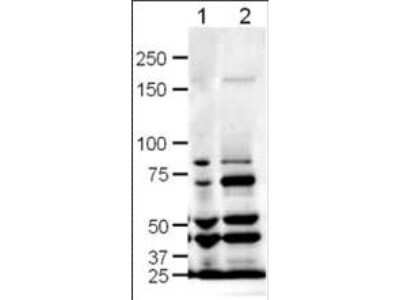 Western Blot: Slit1 Antibody [NB600-880]