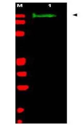 Western Blot: Slit2 Antibody [NB600-881]