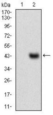 Western Blot: Slug Antibody (4B6D5)BSA Free [NBP2-52570]
