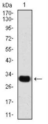 Western Blot: Slug Antibody (4B6D5)BSA Free [NBP2-52570]