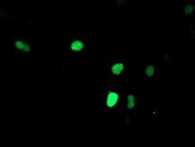 Immunofluorescence: Slug Antibody (OTI2B11) [NBP2-45980]