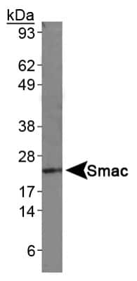 Western Blot: SMAC/Diablo Antibody (78-1-118) [NB500-213]