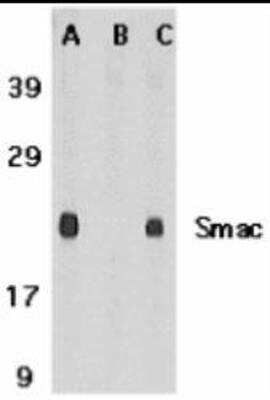 Western Blot: SMAC/Diablo Antibody Blocking Peptide [NBP1-76772PEP]