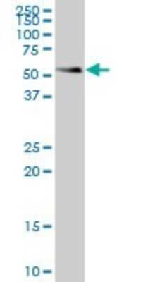 Western Blot: Smad1 Antibody (1B8) [H00004086-M06]