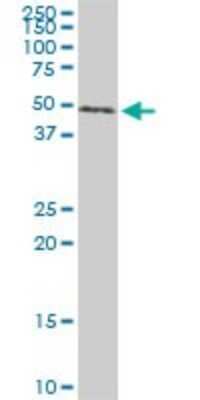 Western Blot: Smad1 Antibody (1B8) [H00004086-M06]