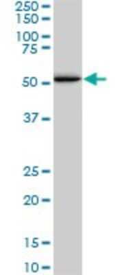 Western Blot: Smad1 Antibody (1D3) [H00004086-M02]