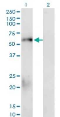 Western Blot: Smad1 Antibody (1D3) [H00004086-M02]