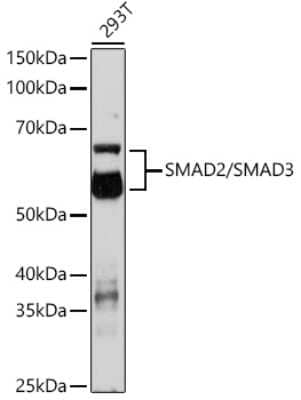 Western Blot: Smad2/3 AntibodyAzide and BSA Free [NBP3-15589]