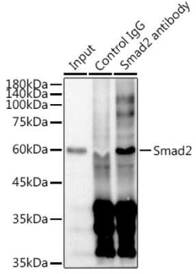 Immunoprecipitation: Smad2 Antibody (2E3D8) [NBP3-15671]