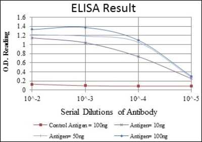ELISA: Smad2 Antibody (5G7) - BSA Free [NBP2-37580]