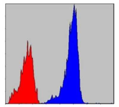 Flow Cytometry: Smad2 Antibody (5G7) - BSA Free [NBP2-37580]