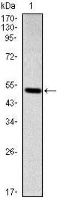 Western Blot: Smad2 Antibody (5G7)BSA Free [NBP2-37580]