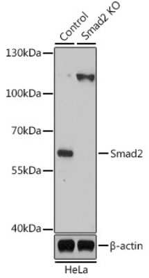 Western Blot: Smad2 AntibodyBSA Free [NBP3-02957]