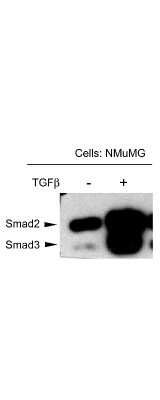 Western Blot: Smad3 [p Thr179] Antibody [NBP2-19126]