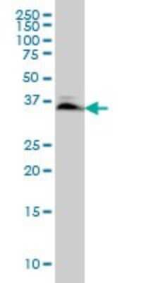 Western Blot: Smad3 Antibody (7F3) [H00004088-M02]
