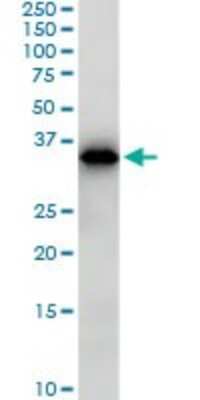 Western Blot: Smad3 Antibody (7F3) [H00004088-M02]
