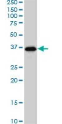 Western Blot: Smad3 Antibody (7F3) [H00004088-M02]