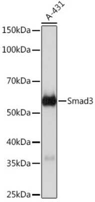 Western Blot: Smad3 Antibody (1T1Q9) [NBP3-15672]