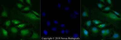 Immunocytochemistry/ Immunofluorescence: Smad3 Antibody [NB100-56479]