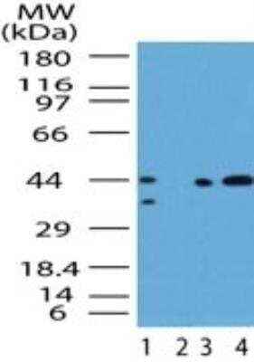 Western Blot: Smad3 Antibody [NB100-56479]