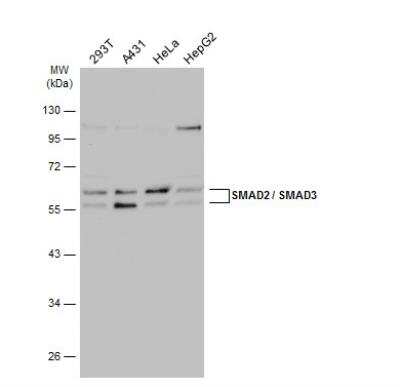 Western Blot: Smad3 Antibody [NBP2-20411]