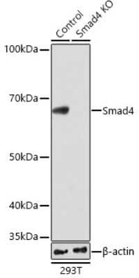 Knockout Validated: Smad4 Antibody (6B4D6) [NBP3-15673]