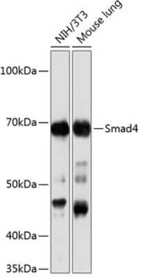 Western Blot: Smad4 Antibody (6B4D6) [NBP3-15673]