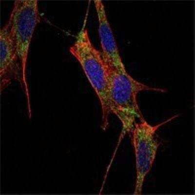 Immunocytochemistry/ Immunofluorescence: Smad4 Antibody (4G1C6) - BSA Free [NBP1-51646]