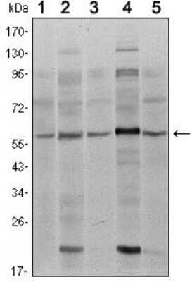 Western Blot: Smad4 Antibody (4G1C6)BSA Free [NBP1-51646]